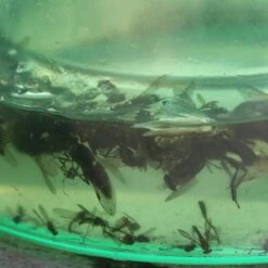 Alcochem H-Trap Dazenval -Excellent || Trixie Winkel alcochem h trap dazenval 2