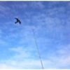 AllesTegenOngedierte.nl Bird-Scare Kite Vlieger Set 7 Meter