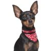 Aqua Coolkeeper Cooling Pet Bandana Small