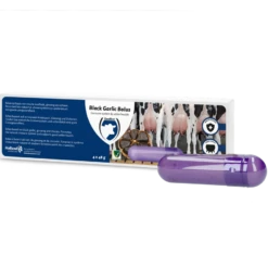 Excellent Black Garlic Bolus Rund