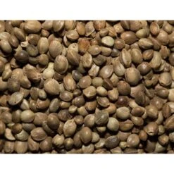 Garvo Hennepzaad 20KG