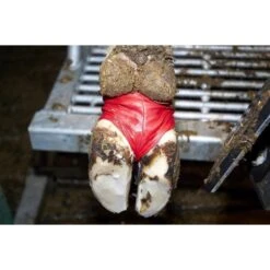 Junai.nl Hoefbandage Bovivet XL 10 Stuks