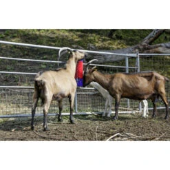 Kerbl Borstel Voor Paard, Rund, Geit -Excellent || Trixie Winkel kerbl borstel voor paard rund geit 3