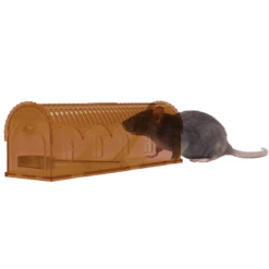 Knock Off Rattenval Levend