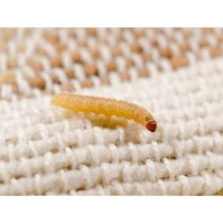 Refona Sluipwespen Tegen Kledingmotten -Excellent || Trixie Winkel refona sluipwespen tegen kledingmotten 2