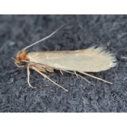 Refona Sluipwespen Tegen Kledingmotten -Excellent || Trixie Winkel refona sluipwespen tegen kledingmotten 3