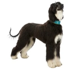 Trixie Active Comfort Anti-trek Windhondenhalsband -Excellent || Trixie Winkel trixie active comfort anti trek windhondenhalsband 3