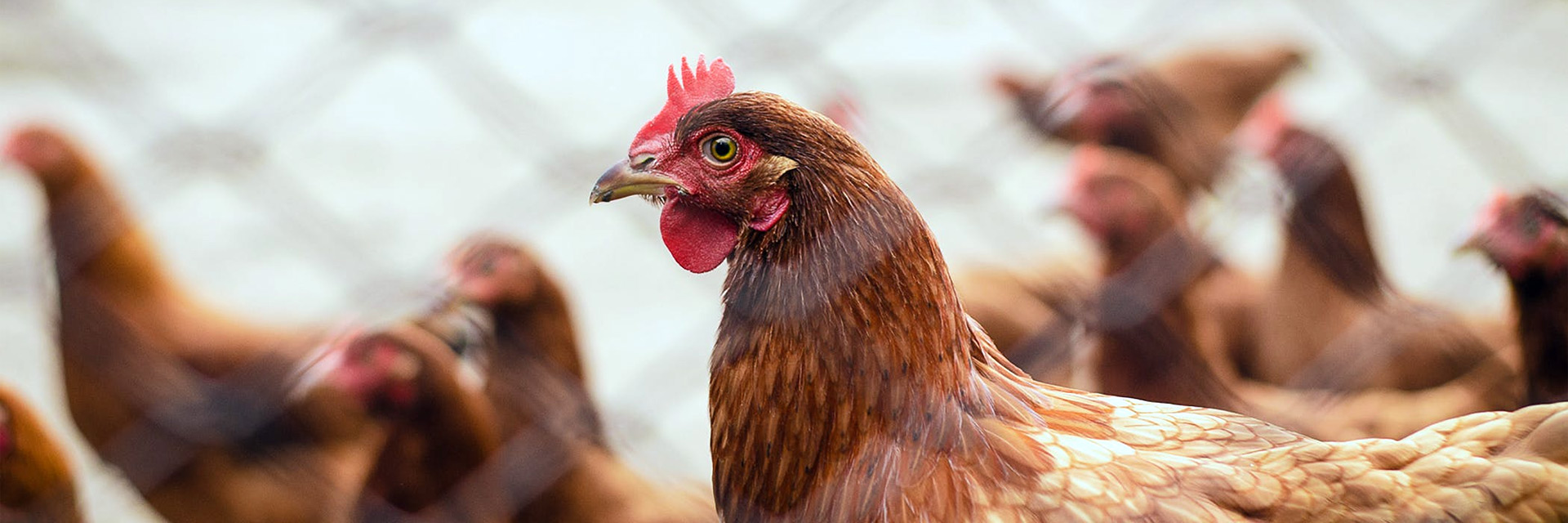 Excellent || Trixie Winkel -Excellent || Trixie Winkel What You Need to Know About Creating a Free Range Poultry Farm Startup