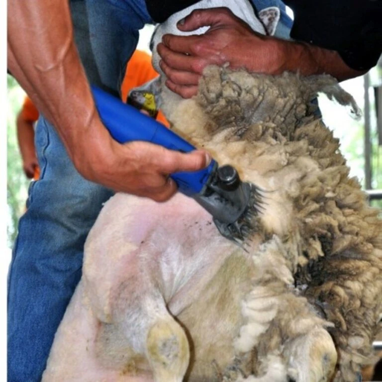 Excellent || Trixie Winkel -Excellent || Trixie Winkel aesculap scheermachine econom 200 watt gt494 voor 1 768x768 1